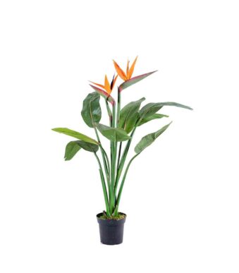 Strelitzia à fleur orange
