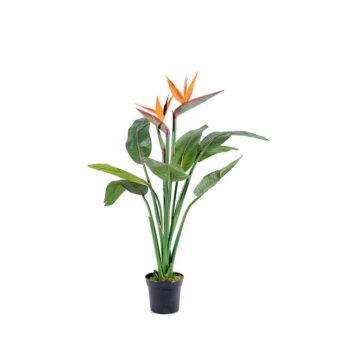 Strelitzia à fleur orange