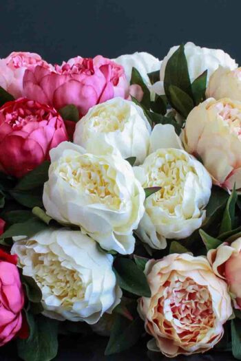 Pivoine chez floralies Tunisie