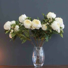 Pivoine chez floralies Tunisie