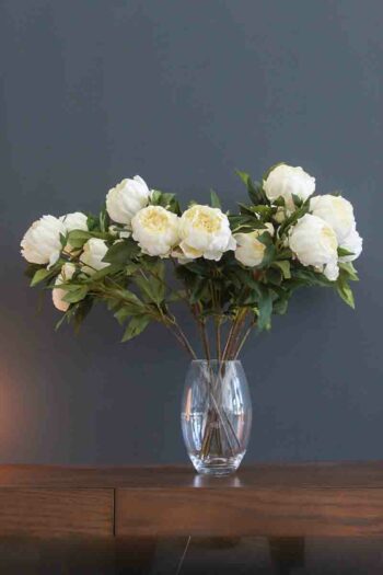 Pivoine chez floralies Tunisie