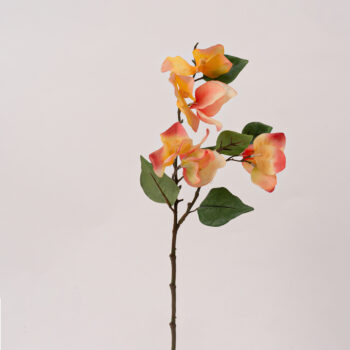 Bougainvillier pèche artificiel