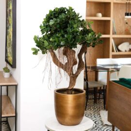 Plantes artificielles chez Floralies Tunisie