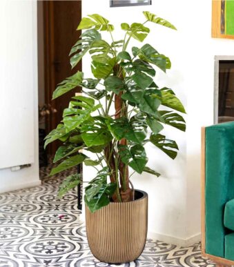 Plantes artificielles chez Floralies Tunisie