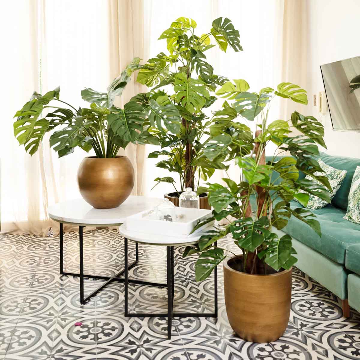 Plante intérieure monstera Tunisie