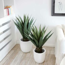 Yucca Gloriosa