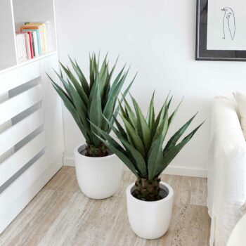 Yucca Gloriosa