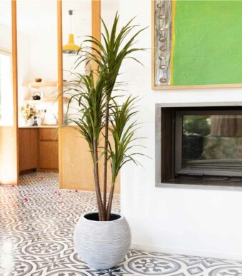 Plantes artificielles chez Floralies Tunisie : Dracena Magenta