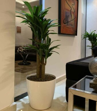 Plantes artificielles chez Floralies Tunisie