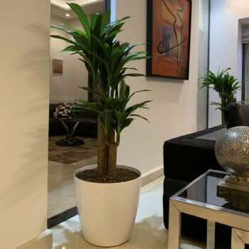Plantes artificielles chez Floralies Tunisie