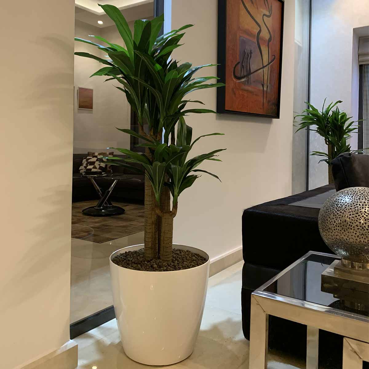 Dracena Double Troncs - Floralies