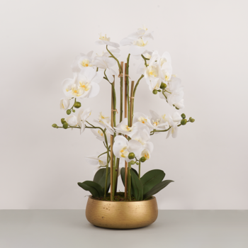Orchidée avec pot doré