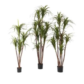 Bambou Japonais Dense - Floralies