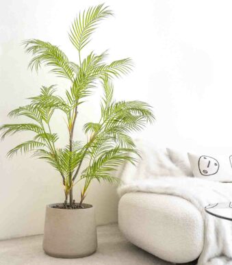 Areca Palm