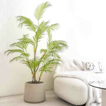 Areca Palm