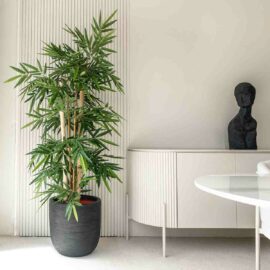 Bambou Gros Tronc à feuillages dense