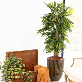 Ficus Longifolia