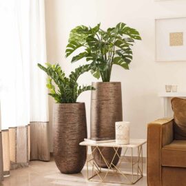 Monstera deliciosa