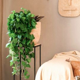 Philodendron tombant H 90cm / H 70cm