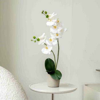 orchidée chez floralies Tunisie