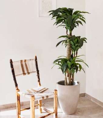 Dracena double troncs