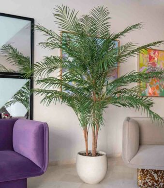 plantes d'intérieur chez floralies Tunisie