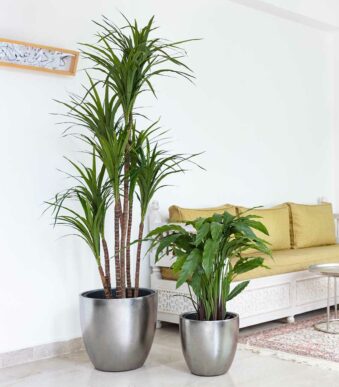 Dracena magenta