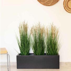 Graminée Panicum