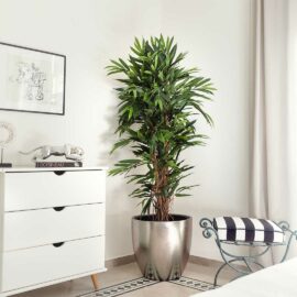 Ficus Longifolia