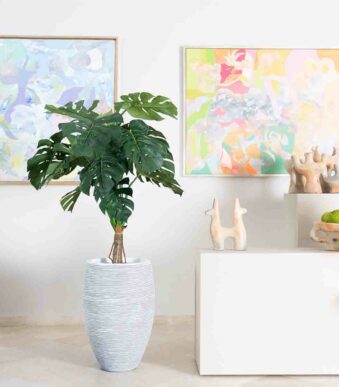 plantes d'intérieur chez floralies Tunisie