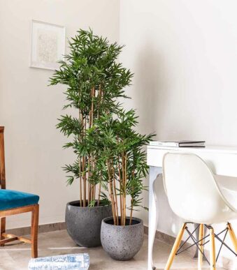 Bambou Japonais dense
