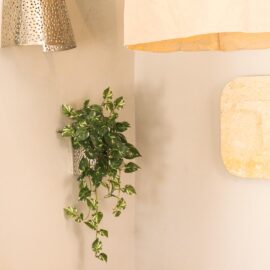 Philodendron panaché tombant H 70cm