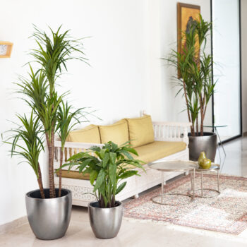 Calathéa – Image 8