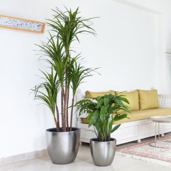 Calathéa – Image 3