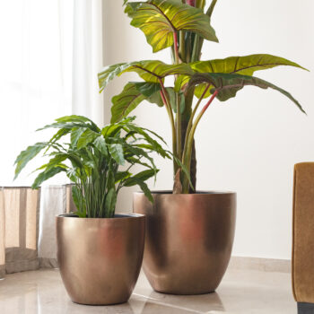 Calathéa – Image 7