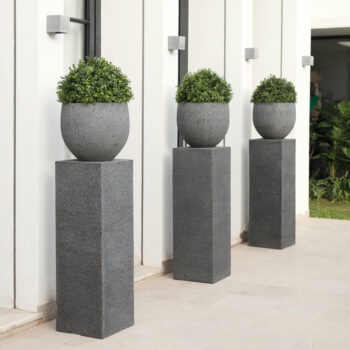 Buis en boule – Image 6