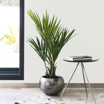 Kentia artificiel – Image 5