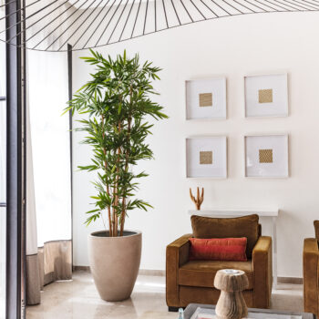 N Bambou Gros Tronc – Image 6