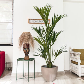 Kentia artificiel – Image 7
