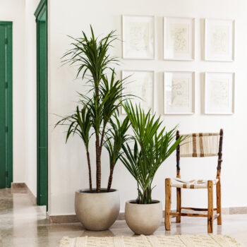 Kentia artificiel – Image 6