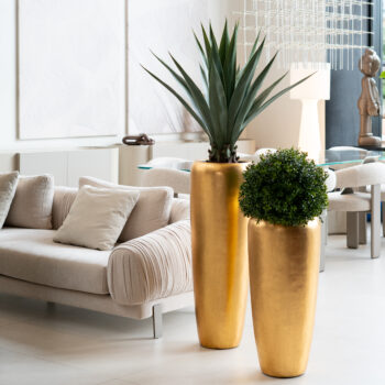 Buis en boule – Image 2