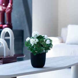 Géranium crème en pot H 30cm