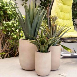 Agave