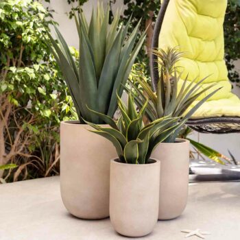 Agave