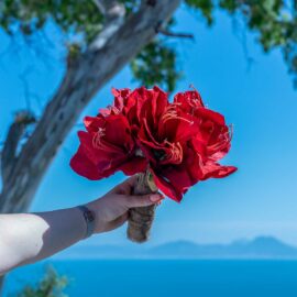 Bouquet Altesse