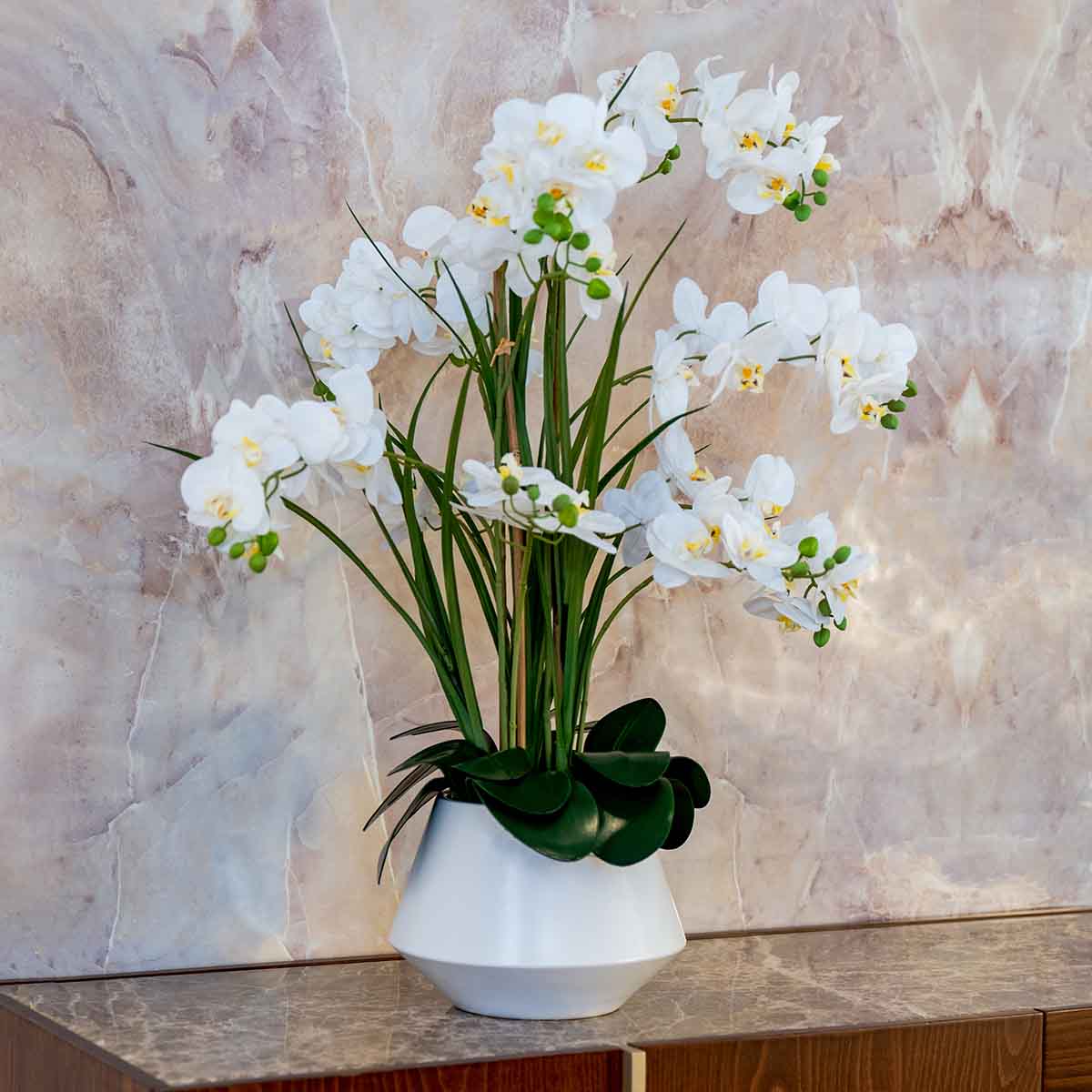 Orchidée Rebelle en pot blanc H 80 cm