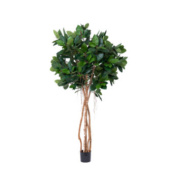 Ficus Caoutchouc géant