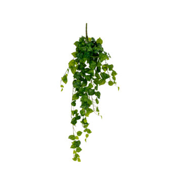 Plante tombante Pothos 101 cm