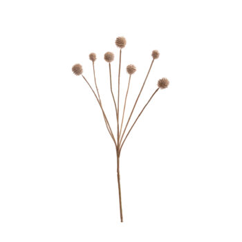 Craspedia Globosa Beige