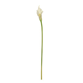 Small Calla Cream